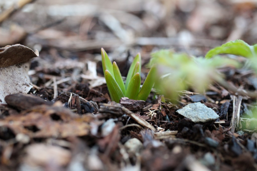 Pale green, spiky muscari shoots poking up through garden mulch. 
