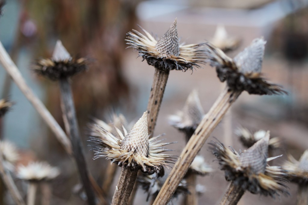Echinacea seedheads, pyramid shaped with a collar like a clown. 