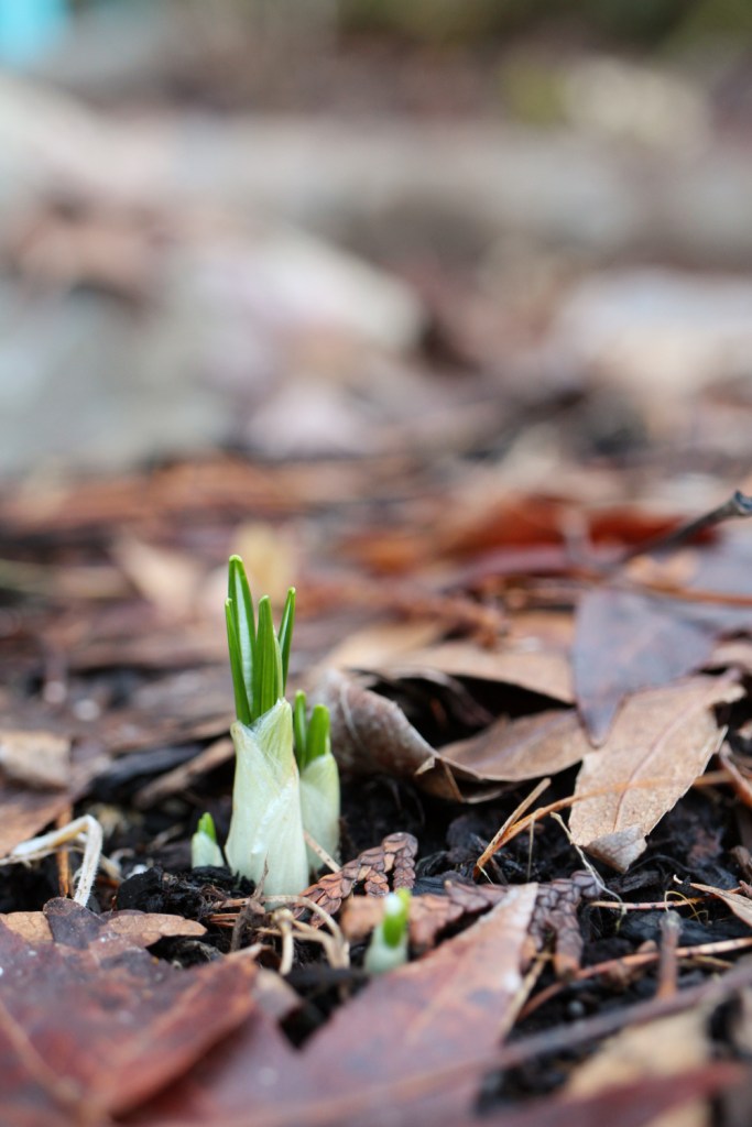 Bright green shoots of crocus emerging from the soil.