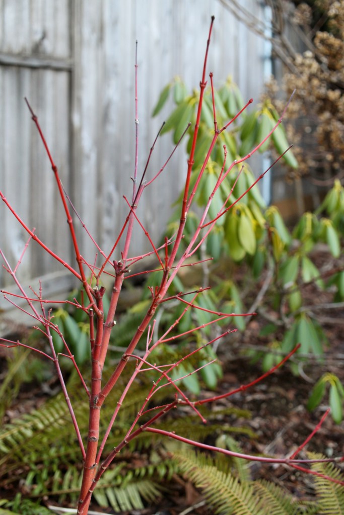 The pinky-red branches of the coral bark maple tree, against the bright green of ferns and rhododendron leavfes.