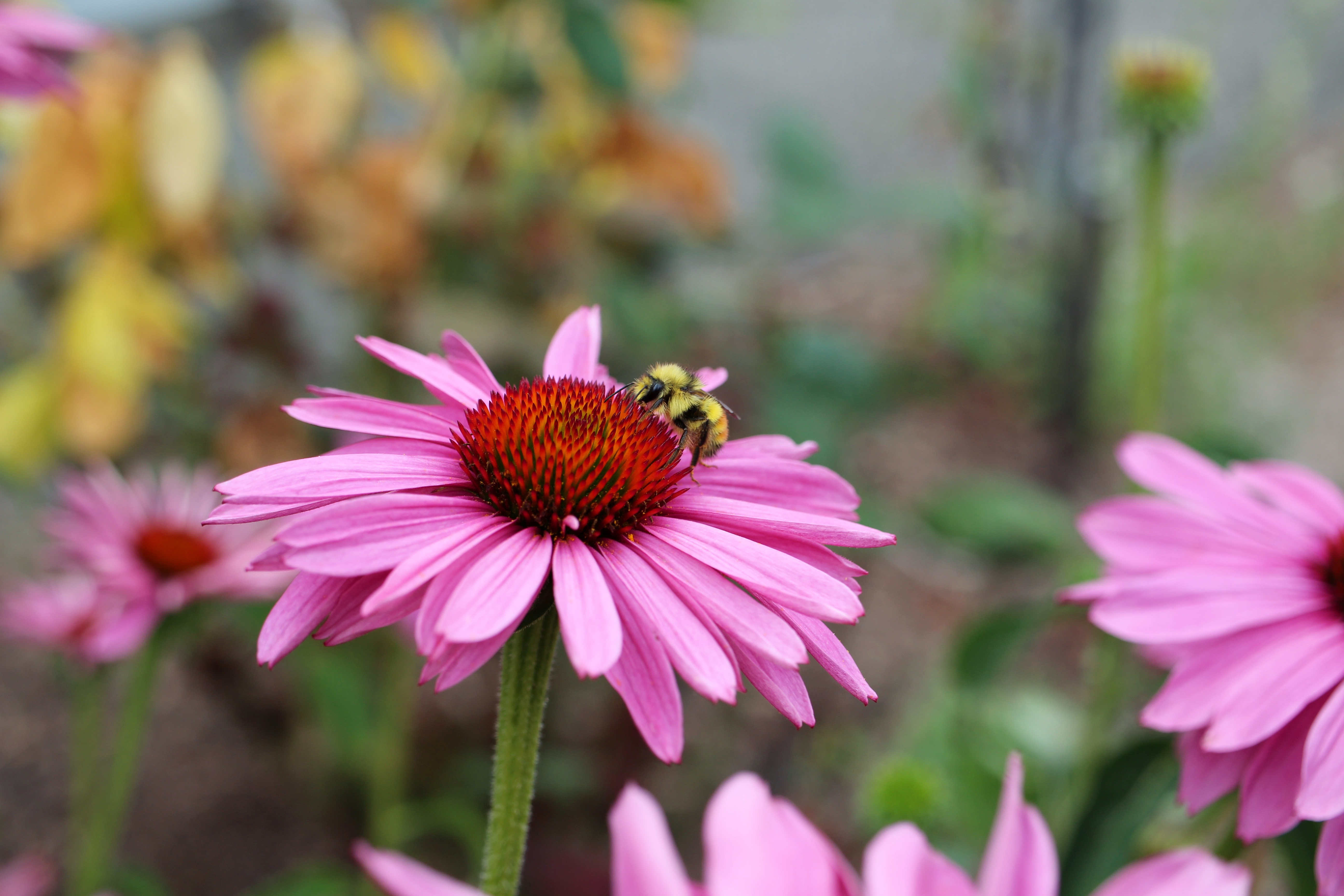 Wednesday in the garden