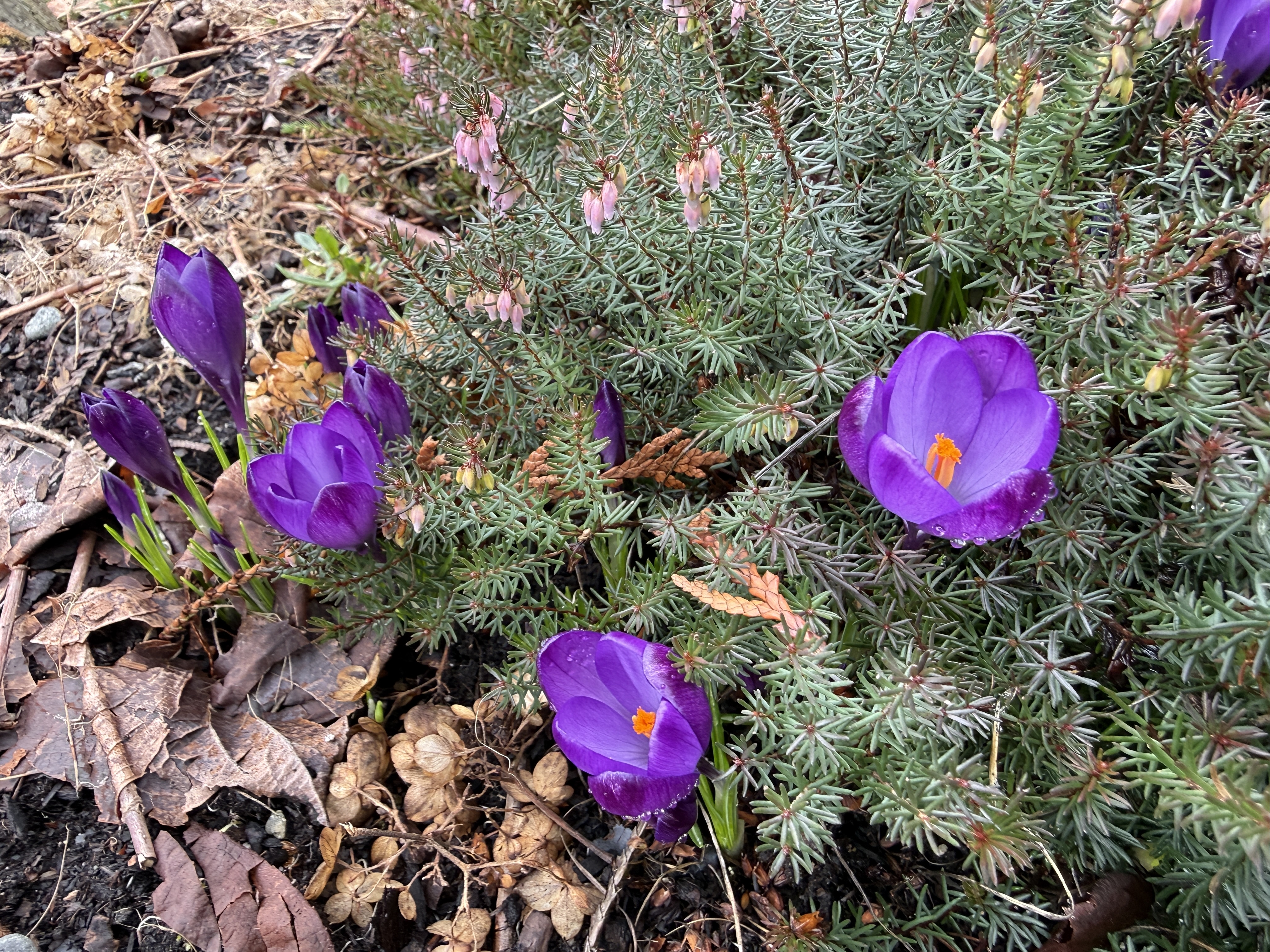 Spring garden awakens
